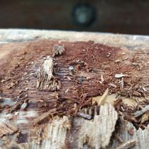 IMG_20200409_165840